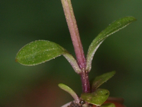 Gentianella engadinensis